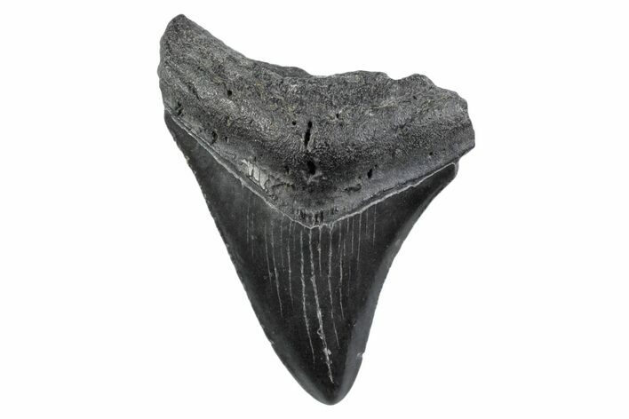 Serrated, Fossil Megalodon Tooth - South Carolina #362197